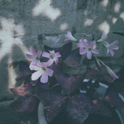 芒果体育下载手机版